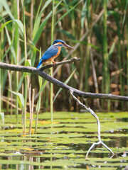 A Common Kingfisher (alcedo atthis) in the Reed - Heilbronn, Germany
