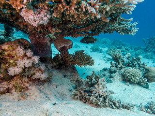 Beautiful fish on the reefs of the Red Sea