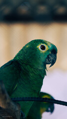 Wild Bird Animal Jungle Tropical Rain Forest