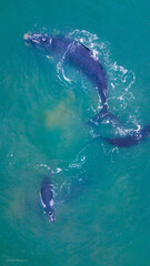 Fototapeta premium Right Whale Atlantic Ocean Animal Wildlife Wilderness Wild Sea Marine Nature