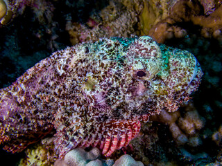 Scorpion fish lies on Red Sea reef