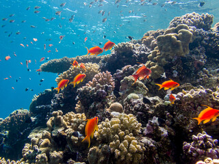 Fototapeta na wymiar Beautiful fish on the reefs of the Red Sea
