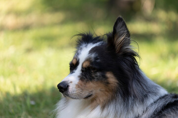 Australian Border Collie running in the sea or in portrait