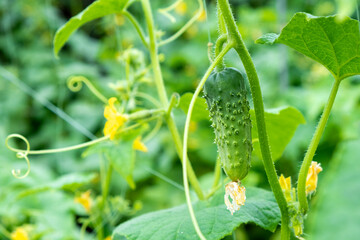 Green fresh cucumber plant ripen in garden on organic farm. Cucumber crops planting and growth. Cucumber with yellow flowers in vegetable garden close up.