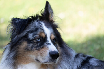 Australian Border Collie running in the sea or in portrait