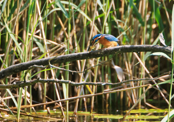 A Common Kingfisher (alcedo atthis) in the Reed - Heilbronn, Germany