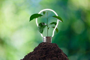 Light bulb glowing in soil , idea or energy and environment concept