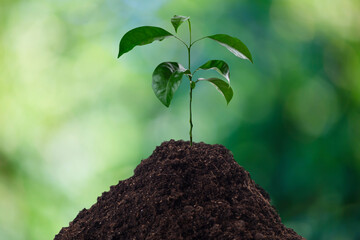 Seedlings grow from fertile soil to shining morning sunlight, ecological concept