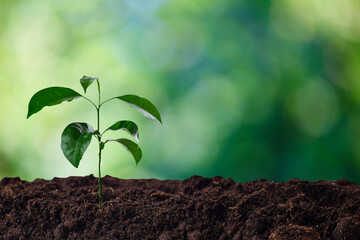 Seedlings grow from fertile soil to shining morning sunlight, ecological concept