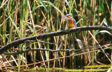 A Common Kingfisher (alcedo atthis) in the Reed - Heilbronn, Germany