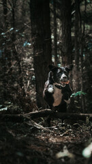 Dog Hund Pup Puppy Whelp Cur Animal Outdoors Nature Fun Playing Jumping Jungle 