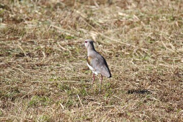 ave quero quero - vanellus chilensis