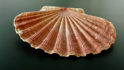 Jakobsmuschel, freigestellt, neutraler Hintergrund