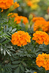 マリーゴールド