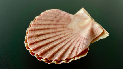 Jakobsmuschel, freigestellt, neutraler Hintergrund