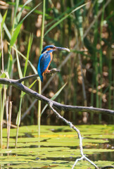 A Common Kingfisher (alcedo atthis) in the Reed - Heilbronn, Germany