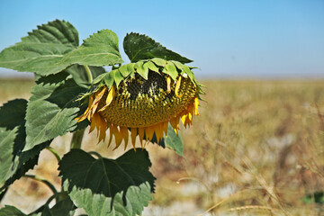 field of sunflowers at daytime