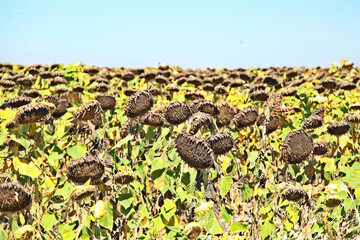field of sunflowers at daytime