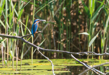 A Common Kingfisher (alcedo atthis) in the Reed - Heilbronn, Germany