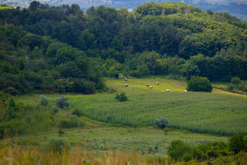 Obraz premium wide panoramic view of a beautiful mixed birch-spruce forest with grass in the foreground and lateral sunlight in warm summer weather.