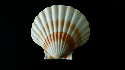 Jakobsmuschel, freigestellt, neutraler Hintergrund