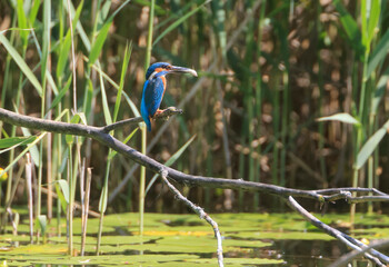 A Common Kingfisher (alcedo atthis) in the Reed - Heilbronn, Germany
