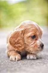 Un hermoso cachorro reposa sobre el pavimento 