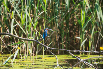 A Common Kingfisher (alcedo atthis) in the Reed - Heilbronn, Germany