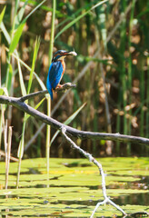Fototapeta premium A Common Kingfisher (alcedo atthis) in the Reed - Heilbronn, Germany