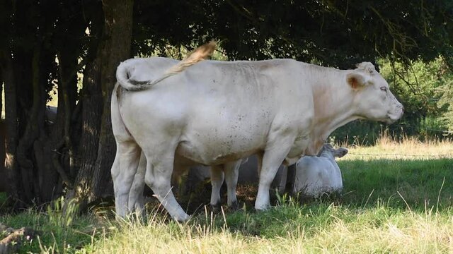 White charolais cow chewing and swatting flies with tail