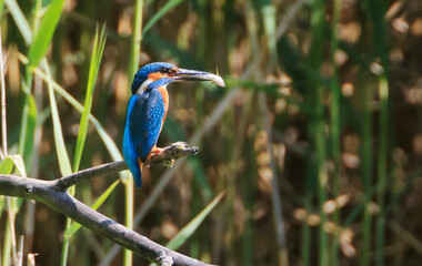 Fototapeta premium A Common Kingfisher (alcedo atthis) in the Reed - Heilbronn, Germany