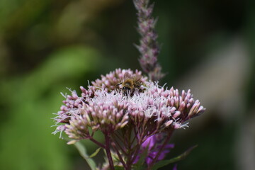 wilde Biene in einer flachen lila Blüte