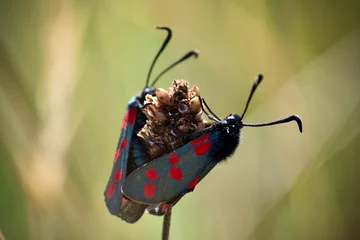 Foto auf Leinwand Two Scallop butterflies © Buddy Van Der Stad/Wirestock