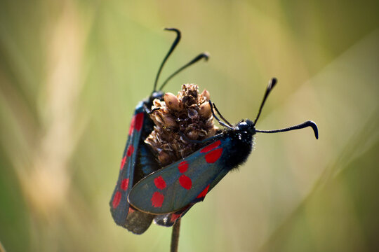 Two Scallop butterflies