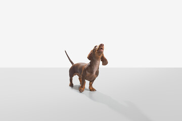 Sausage dog or weiner dog pup standing 45 degree to the camera and howl head up. Wet nose and short legs. Demanding, scared or attentive concept. White background studio shot photo image.