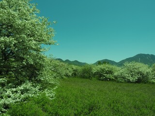 Obraz premium Walk through Senjogahara in early summer