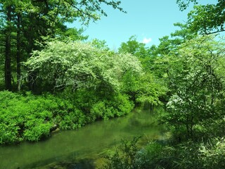 Walk through Senjogahara in early summer