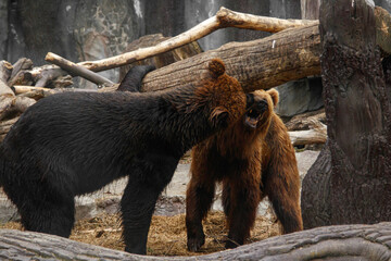 Two brown bears playing with each other