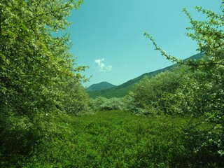 Walk through Senjogahara in early summer