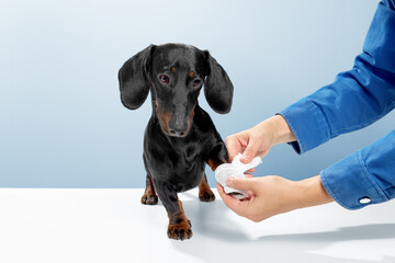 Sausage dog or weiner dog stand and watch the doctor helping. Hurt or cut the leg. Let the medical officer wrap white tape in the veterinary clinic. Blue background studio shot photo image. - obrazy, fototapety, plakaty