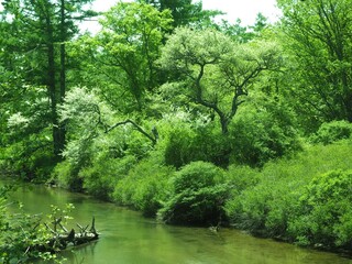 Walk through Senjogahara in early summer