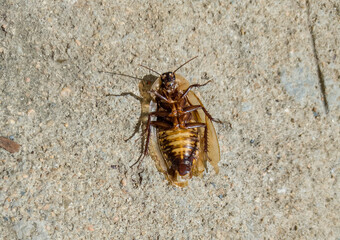 Cockroach dying on the concrete floor, paws up giving birth to larvae