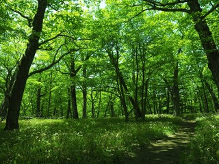 Walk through Senjogahara in early summer