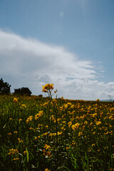 field of sunflowers and sky