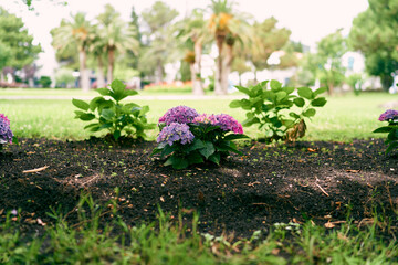 Blooming lilac small hydrangea bush in a green park