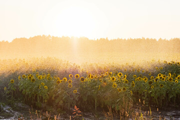 Gießanlage von Sonnenblumen beim Sonnenuntergang