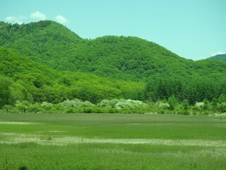 Walk through Senjogahara in early summer