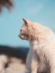 Detalle de gato peludo blanco observando 