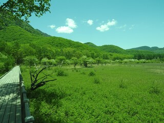 Walk through Senjogahara in early summer