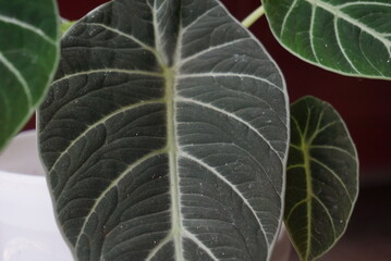Close up of an ornamental plant that is green and has small pointed leaves planted in a white pot. Elephant ear garden. It can be used for photos of buying and selling plants, photos of website news.